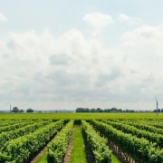Vitigni Carmenere
