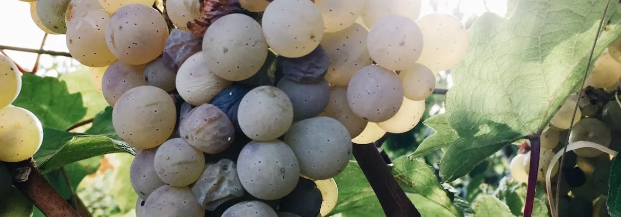 Vitigni Italiani Famosi