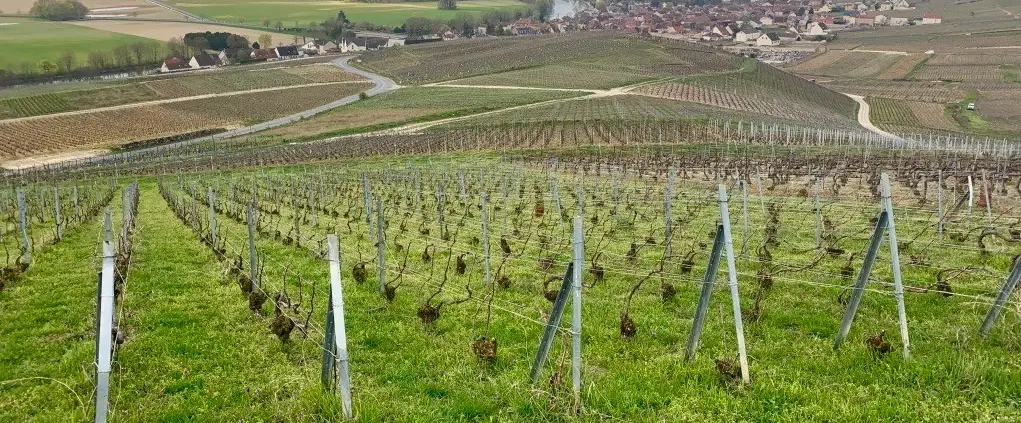 Viaggio nel Cuore dei Premier Cru - Cumières